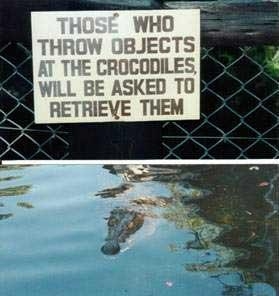 funny crocodiles