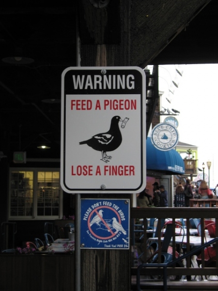 funny pigeon