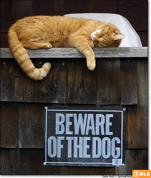 funny beware of dog